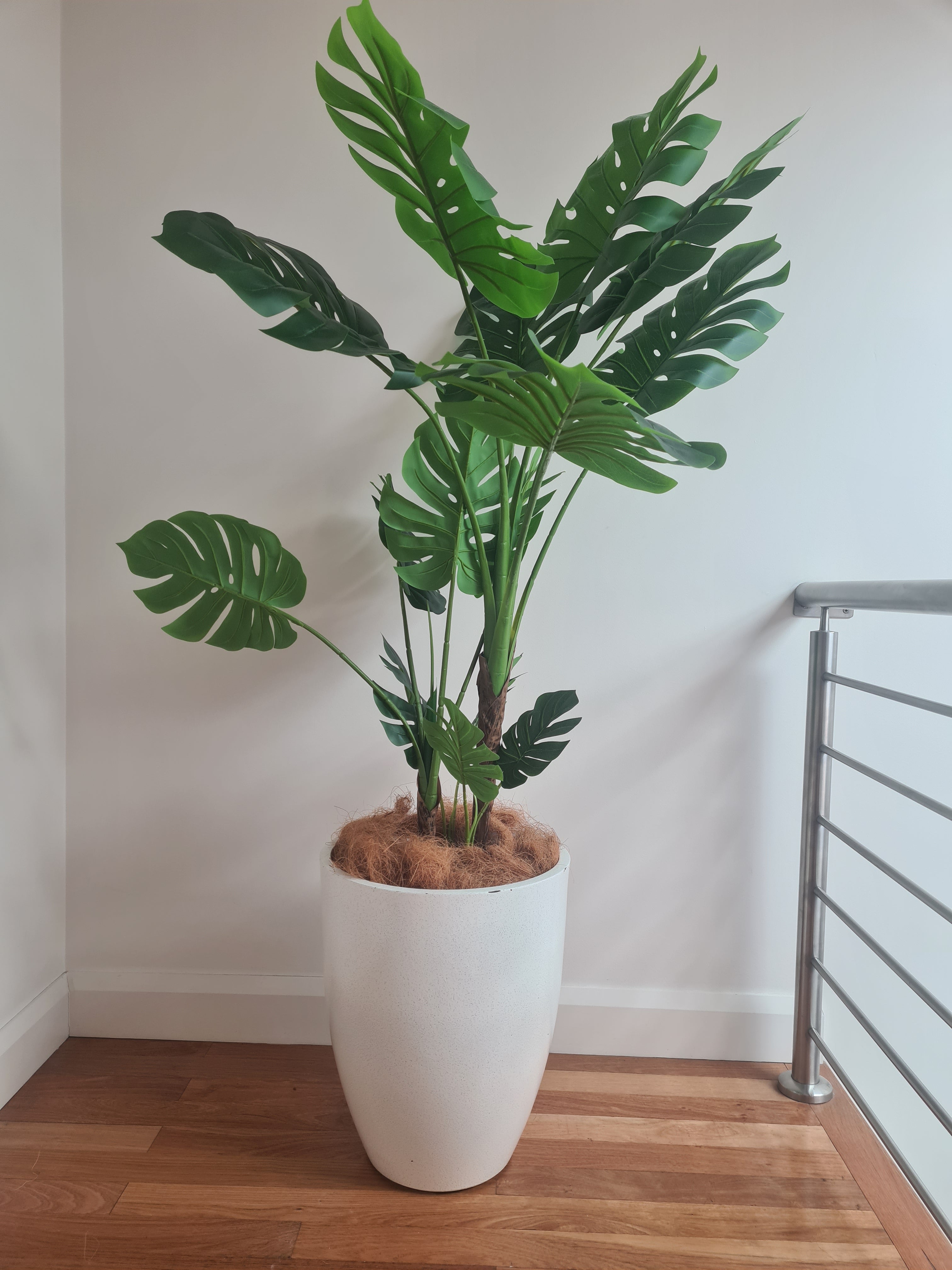 Large Monstera Plant 150cm - Green - $5 / week (6 week hire) (Copy)