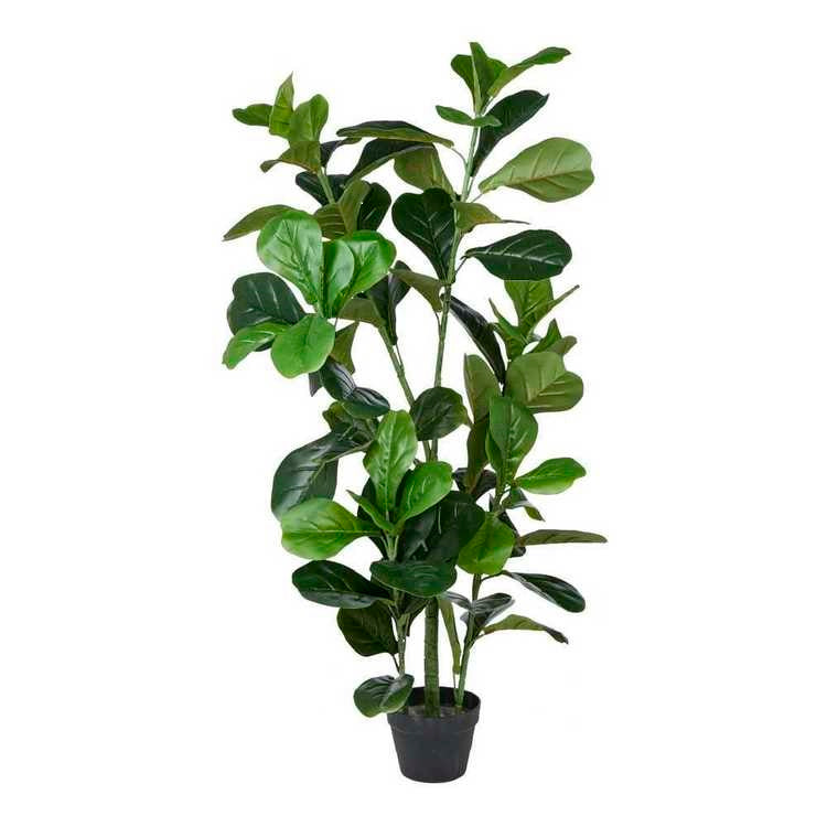 Fiddle Leaf Plant 150cm - $5 / week (6 week hire)