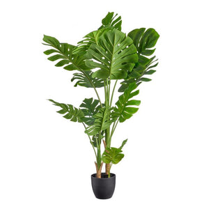 Large Monstera Plant 150cm - Green - $5 / week (6 week hire) (Copy)