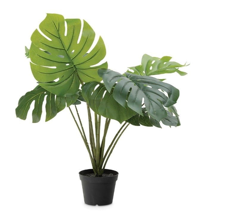 Small Potted Faux Monstera Plant - $5 / week (6 week hire)