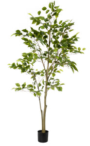 Ficus Tree  - $5 / week (6 week hire)